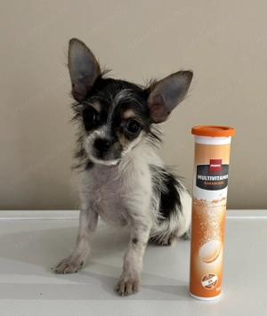 Csivava extramini!! Kiskutyák - kép 3