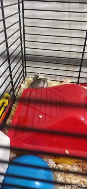 Törpehörcsög ketreccel együtt  - kép 5