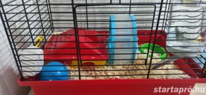 Törpehörcsög ketreccel együtt  - kép 2