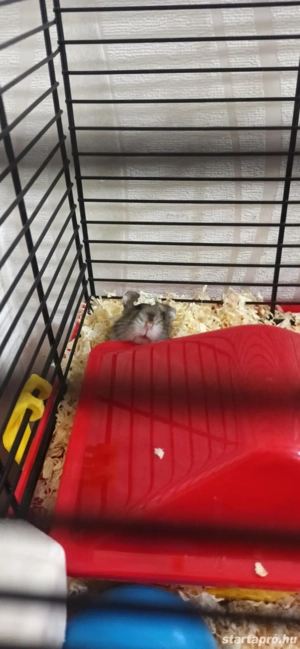 Törpehörcsög ketreccel együtt  - kép 3