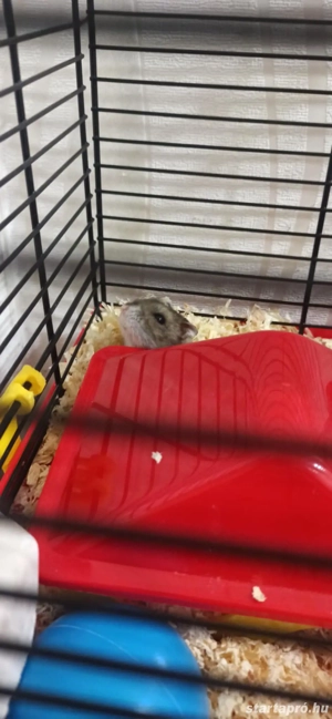 Törpehörcsög ketreccel együtt 