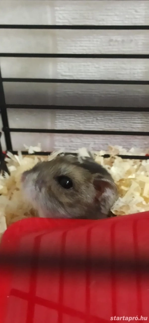 Törpehörcsög ketreccel együtt  - kép 4