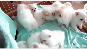 Egy kislány spicc és egy kisfiú spicc még gazdisodna,német spiccek