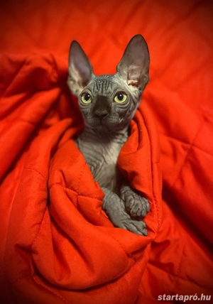 Kopasz cica eladó! - kép 2