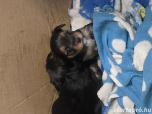 Eladó Yorki kiskutyák - kép 2