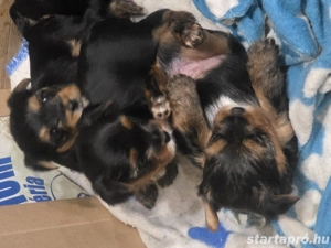 Eladó Yorki kiskutyák - kép 3