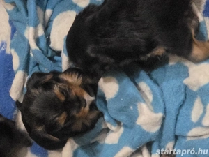 Eladó Yorki kiskutyák - kép 4