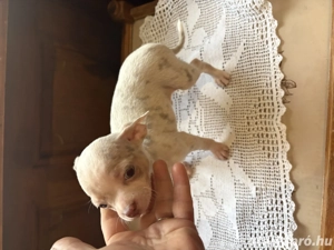 csivava kiskutya - kép 4