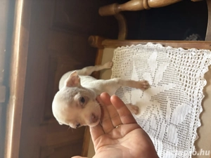 csivava kiskutya - kép 5