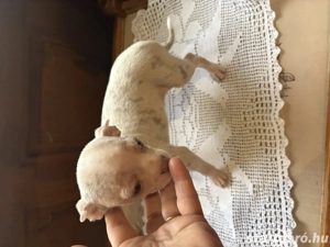 csivava kiskutya - kép 3