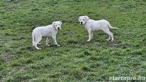 Törzskönyves argentin dog szukák - kép 2