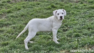 Törzskönyves argentin dog szukák