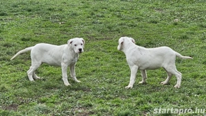 Törzskönyves argentin dog szukák - kép 4