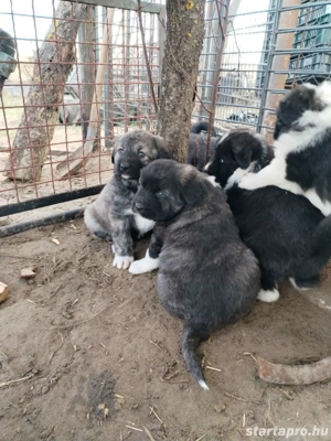 Kaukázusi kölykök eladók