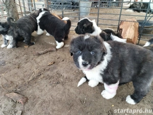 Kaukázusi kölykök eladók - kép 2