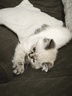 Brit rövidszőrű Lynx colorpoint lány cica, macska  - kép 2