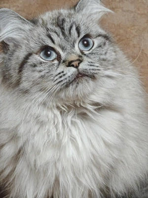 Brit rövidszőrű Lynx colorpoint lány cica, macska  - kép 4