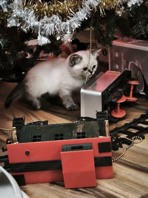 Brit rövidszőrű Lynx colorpoint lány cica, macska  - kép 3