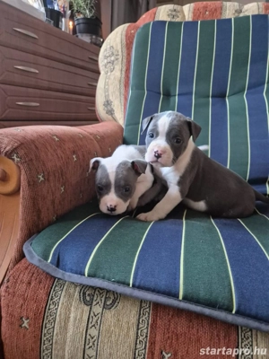 Staffordshire terrier kölykök eladók - kép 3