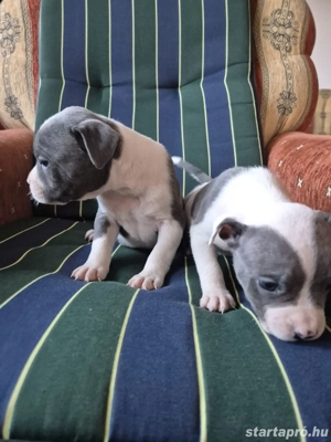 Staffordshire terrier kölykök eladók - kép 2