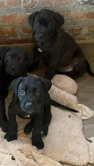 Cane corso kölykök  - kép 4