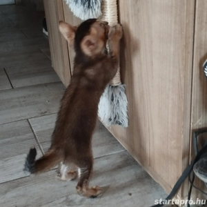 Beng li abesszin kiscica - kép 5