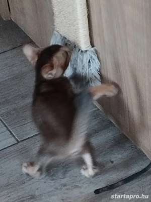 Beng li abesszin kiscica - kép 4