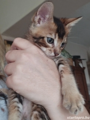 Beng li abesszin kiscica - kép 3