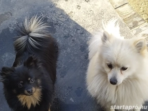 Eladó sürgősen 3 törpe spitz baráti áron  - kép 2