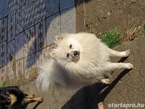 Eladó sürgősen 3 törpe spitz baráti áron  - kép 3