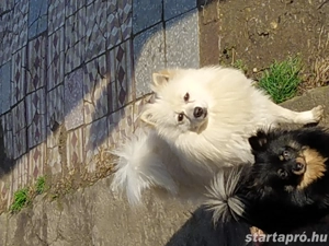 Eladó sürgősen 3 törpe spitz baráti áron  - kép 4