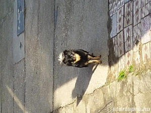 Eladó sürgősen 3 törpe spitz baráti áron  - kép 5