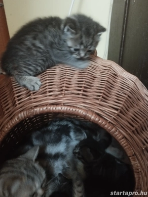 Brit babacic k - kép 2