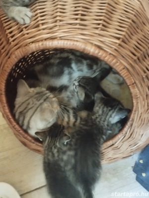 Brit babacic k - kép 3