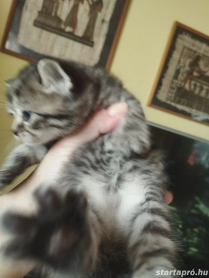 Brit babacic k - kép 4