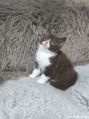 Brit csokoládé bicolour kiskandúrt eladó 