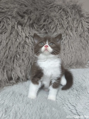 Brit csokoládé bicolour kiskandúrt eladó  - kép 2