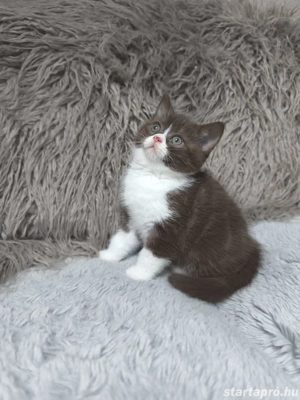 Brit csokoládé bicolour kiskandúrt eladó  - kép 3