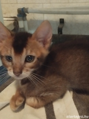 Beng li abesszin kiscica - kép 4