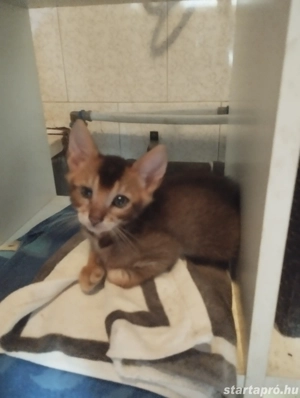Beng li abesszin kiscica - kép 2