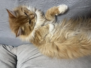 Maine Coon kiscicák