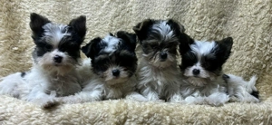 Biewer yorki mini kiskutyák 