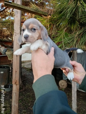 Blue Beagle kiskutyák  - kép 4