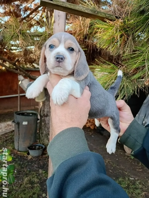 Blue Beagle kiskutyák  - kép 2