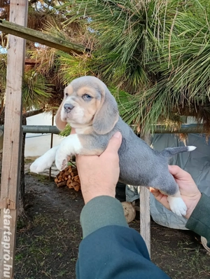 Blue Beagle kiskutyák  - kép 3