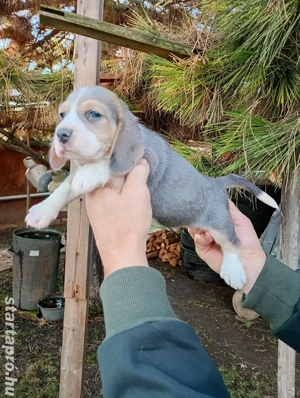 Blue Beagle kiskutyák  - kép 7