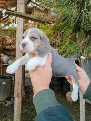 Blue Beagle kiskutyák  - kép 6