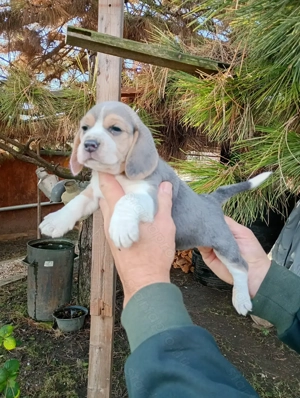 Blue Beagle kiskutyák  - kép 5