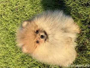 Pomerániai törpe spitz