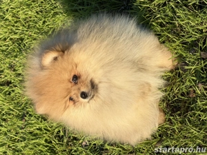 Pomerániai törpe spitz - kép 2